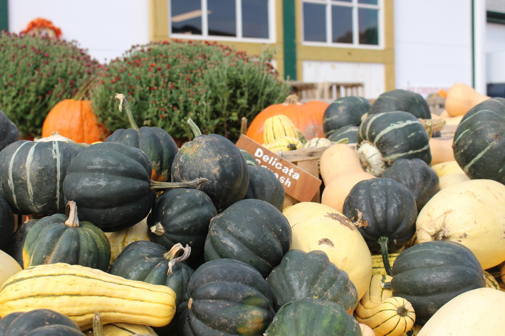 LOCAL: Apple Picking and Pumpkin Patching at Riamede Farm